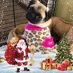 Meet your Posher, Faye